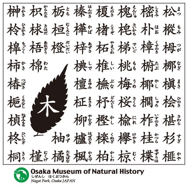 木へんｔシャツ 大阪市立自然史博物館友の会ネットショップ