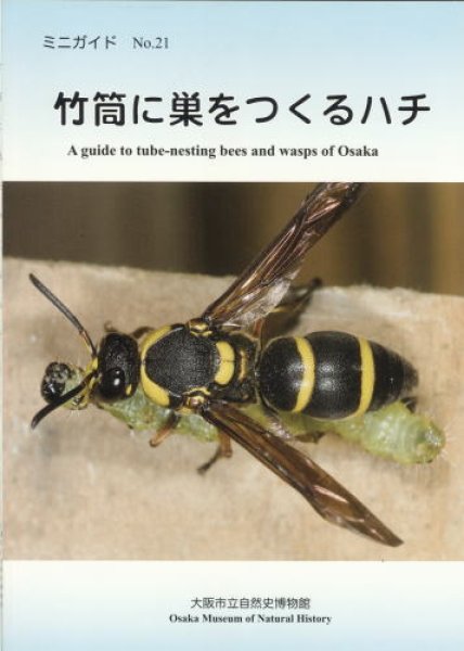 画像1: ミニガイドNo.21「竹筒に巣をつくるハチ」 (1)