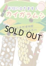 世界のセミ200種 - 大阪市立自然史博物館友の会ネットショップ