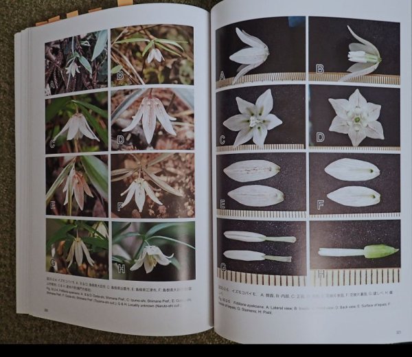 画像2: ユリ科コバイモ (2)