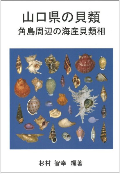 画像1: 山口県の貝類　角島周辺の海産貝類相 (1)