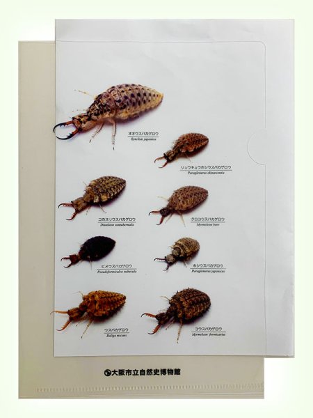 画像2: アリジゴククリアファイル (2)