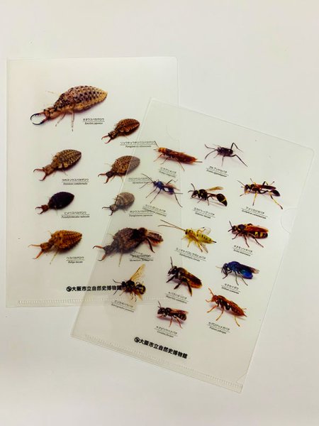 画像3: アリジゴククリアファイル (3)