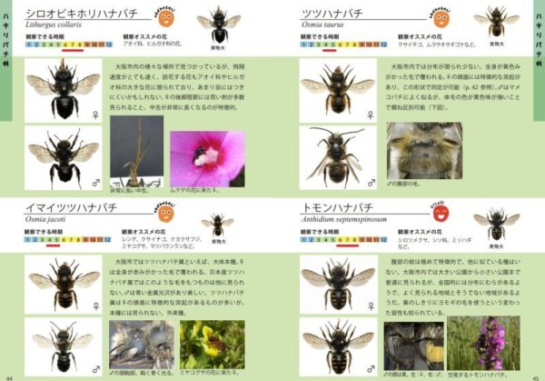 画像3: ミニガイドNo.35「街のハナバチ -大阪市内のハナバチ全種図鑑-」 (3)