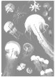 画像2: クラゲのクリアファイル（B:パープルストライプトジュリー・エチゼンクラゲ他） (2)