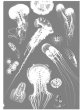 画像2: クラゲのクリアファイル（A:カツオノエボシ・ハナガサクラゲ他） (2)
