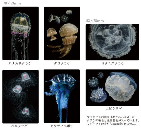 画像2: クラゲマグネット (2)