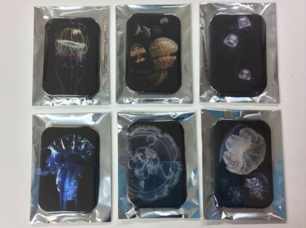 画像3: クラゲ缶バッジ (3)