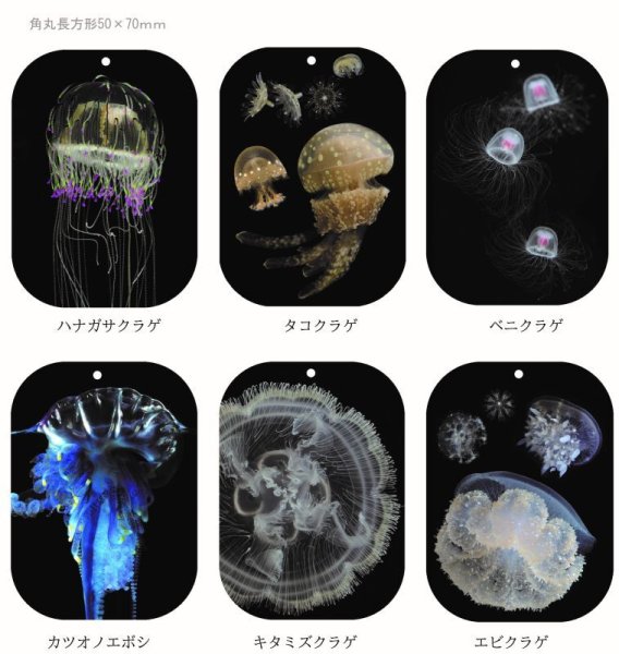 画像2: クラゲアクリルキーホルダー (2)