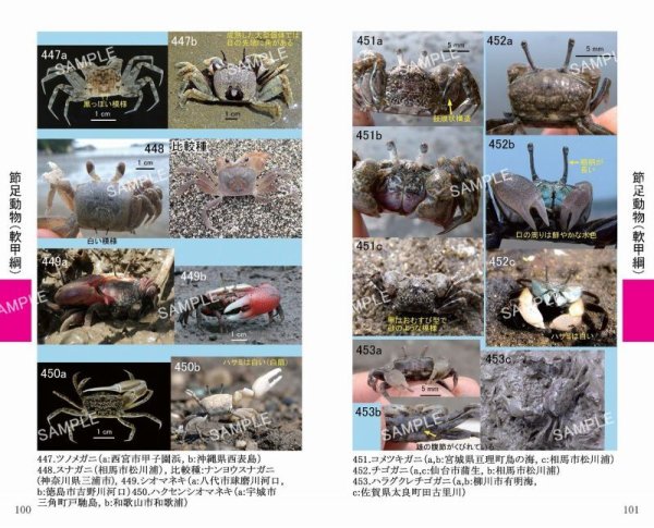 画像2: 干潟ベントスフィールド図鑑　改訂3版 (2)