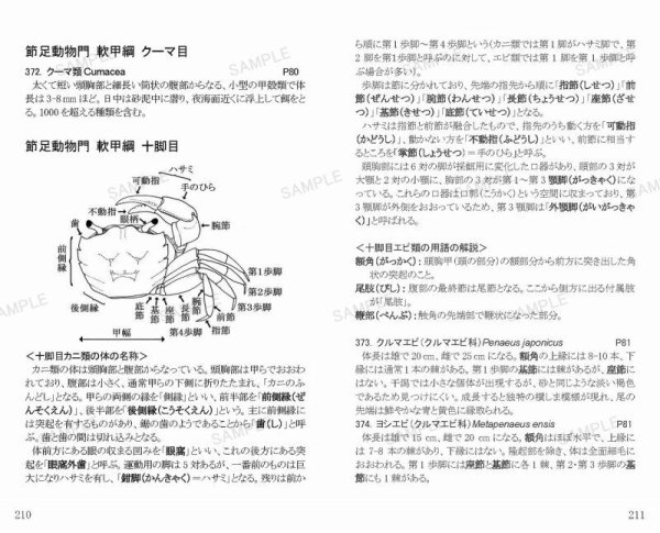 画像3: 干潟ベントスフィールド図鑑　改訂3版 (3)