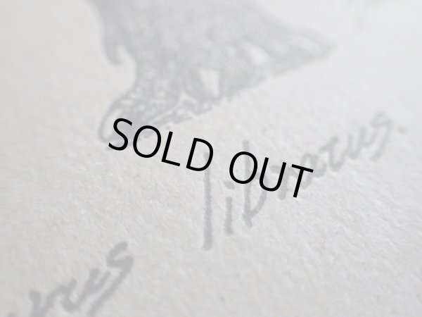 画像6: ズールとゴルゴサウルス 活版カード (6)