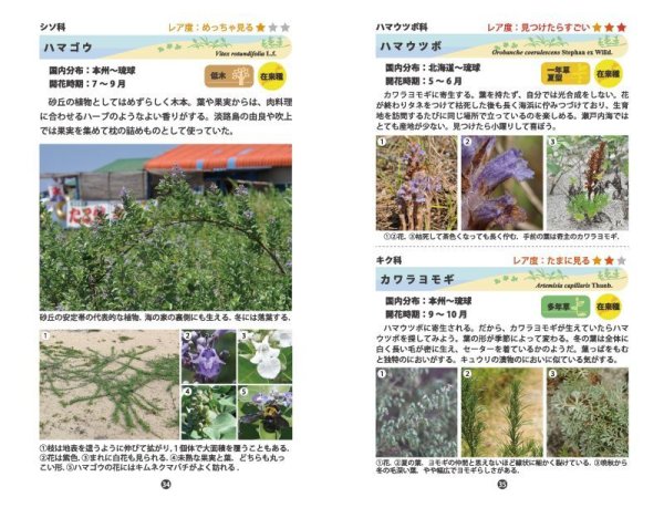 画像2: ミニガイドNo.30 「瀬戸内海の海浜植物」 (2)