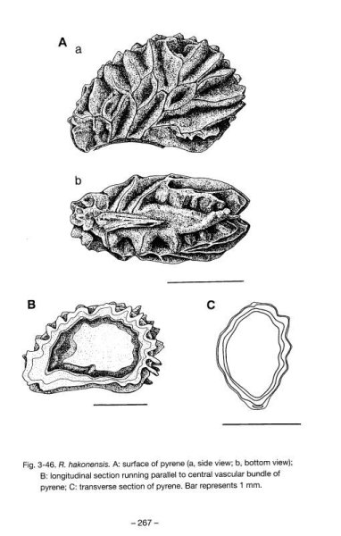 画像5: キイチゴを切る (5)