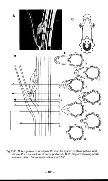 画像4: キイチゴを切る (4)