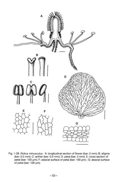 画像3: キイチゴを切る (3)