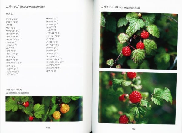 画像6: いちごいろいろ －地方名総覧－ (6)
