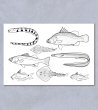 画像1: 「自然史のイラストレーション〜描いて伝える・描いて楽しむ〜」 ポストカード「大阪湾の魚8種」 (1)