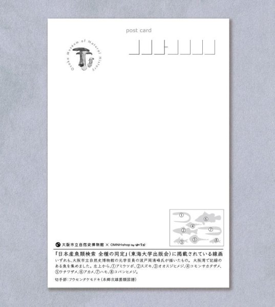 画像2: 「自然史のイラストレーション〜描いて伝える・描いて楽しむ〜」 ポストカード「大阪湾の魚8種」 (2)