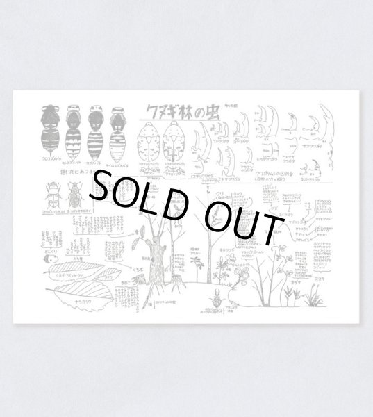 画像1: 「自然史のイラストレーション〜描いて伝える・描いて楽しむ〜」 ポストカード「クヌギ林の虫」 (1)