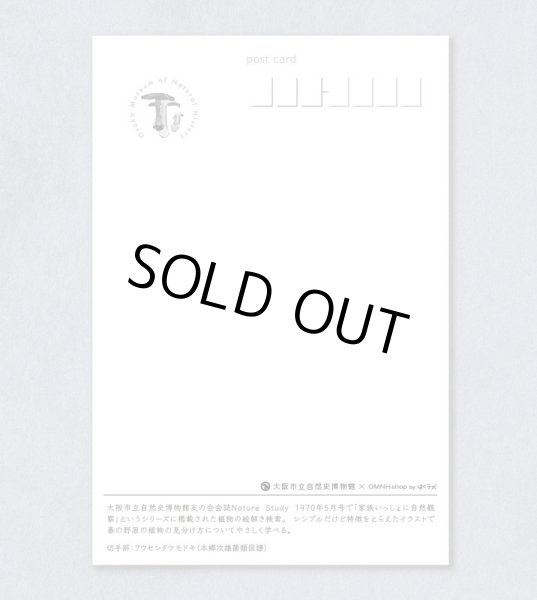 画像2: 「自然史のイラストレーション〜描いて伝える・描いて楽しむ〜」 ポストカード「植物の絵解き検索」 (2)