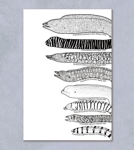 画像1: 「自然史のイラストレーション〜描いて伝える・描いて楽しむ〜」 ポストカード「ウツボ8種」 (1)