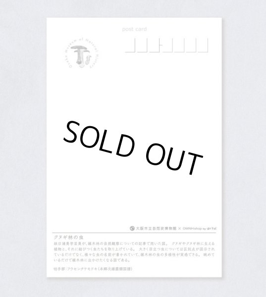 画像2: 「自然史のイラストレーション〜描いて伝える・描いて楽しむ〜」 ポストカード「クヌギ林の虫」 (2)