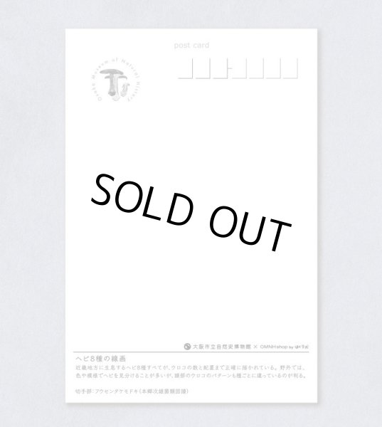 画像2: 「自然史のイラストレーション〜描いて伝える・描いて楽しむ〜」 ポストカード「ヘビ8種の線画」 (2)