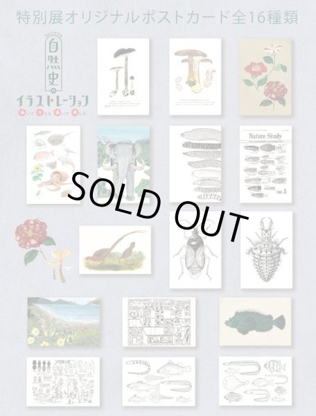 画像3: 「自然史のイラストレーション〜描いて伝える・描いて楽しむ〜」 ポストカード「ウツボ8種」 (3)