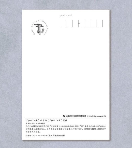 画像2: 「自然史のイラストレーション〜描いて伝える・描いて楽しむ〜」ポストカード「フウセンタケモドキ（フウセンタケ科）」 (2)