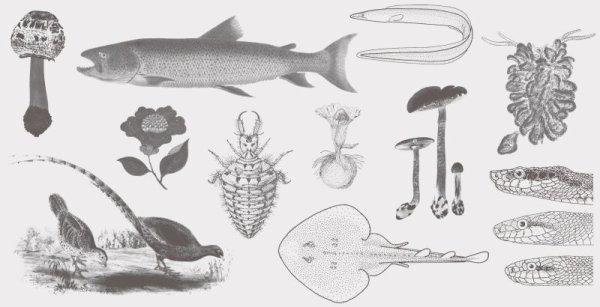 画像9: 「自然史のイラストレーション〜描いて伝える・描いて楽しむ〜」 一筆箋「動物」 (9)