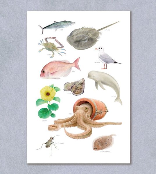 画像1: 「自然史のイラストレーション〜描いて伝える・描いて楽しむ〜」 ポストカード「瀬戸内海の自然」 (1)
