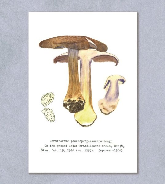 画像1: 「自然史のイラストレーション〜描いて伝える・描いて楽しむ〜」ポストカード「フウセンタケモドキ（フウセンタケ科）」 (1)