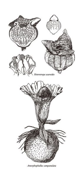 画像7: 「自然史のイラストレーション〜描いて伝える・描いて楽しむ〜」 一筆箋「植物」 (7)