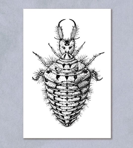 画像1: 「自然史のイラストレーション〜描いて伝える・描いて楽しむ〜」 ポストカード「ハマベウスバカゲロウ（幼虫）」 (1)