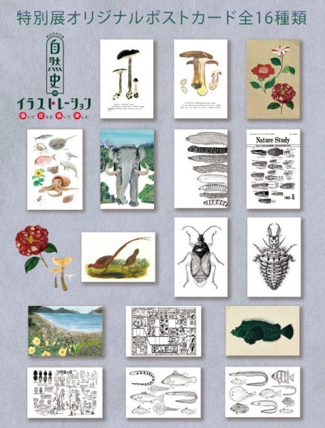 画像3: 「自然史のイラストレーション〜描いて伝える・描いて楽しむ〜」 ポストカード「大阪湾の魚10種」 (3)