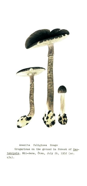 画像6: 「自然史のイラストレーション〜描いて伝える・描いて楽しむ〜」 一筆箋「植物」 (6)