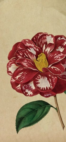 画像2: 「自然史のイラストレーション〜描いて伝える・描いて楽しむ〜」 一筆箋「植物」 (2)