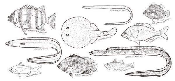 画像2: 「自然史のイラストレーション〜描いて伝える・描いて楽しむ〜」 一筆箋「動物」 (2)