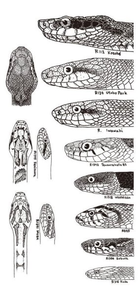 画像5: 「自然史のイラストレーション〜描いて伝える・描いて楽しむ〜」 一筆箋「動物」 (5)