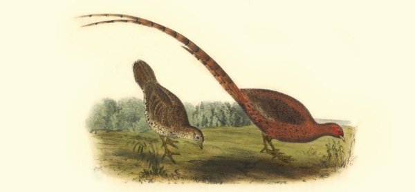 画像6: 「自然史のイラストレーション〜描いて伝える・描いて楽しむ〜」 一筆箋「動物」 (6)