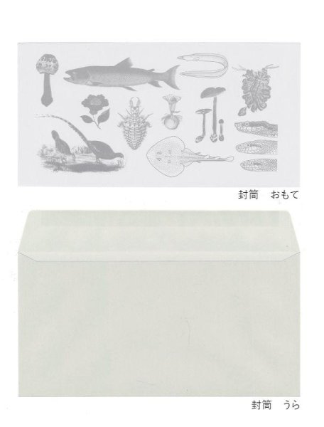 画像10: 「自然史のイラストレーション〜描いて伝える・描いて楽しむ〜」 一筆箋「動物」 (10)