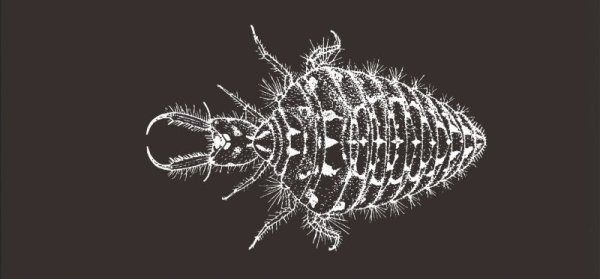 画像4: 「自然史のイラストレーション〜描いて伝える・描いて楽しむ〜」 一筆箋「動物」 (4)