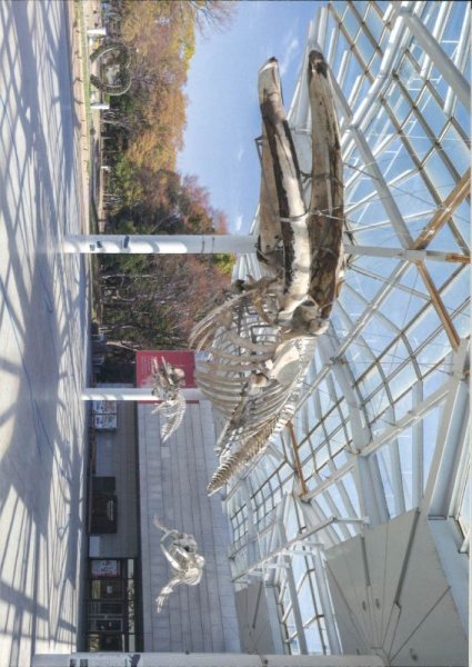 画像2: 展示解説 第15集（2024年版） (2)