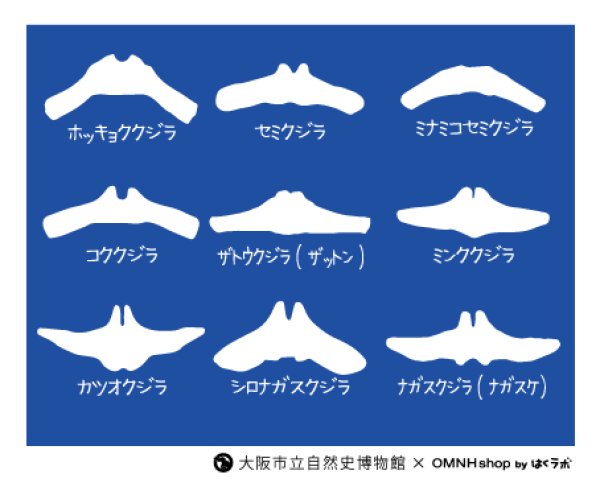 画像3: ヒゲクジラ類　舌骨　マスキングテープ (3)