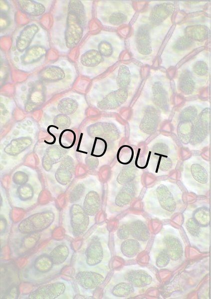 画像3: 顕微鏡でコケ観察 (3)