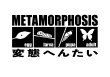 画像3: 【新作！】昆虫変態Tシャツ (3)