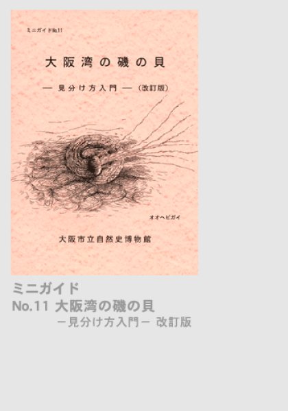 画像1: ミニガイドNo.11「大阪湾の磯の貝」（改訂版） (1)