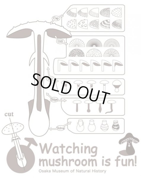 画像2: きのこのひみつＴシャツ（ロールアップ） (2)