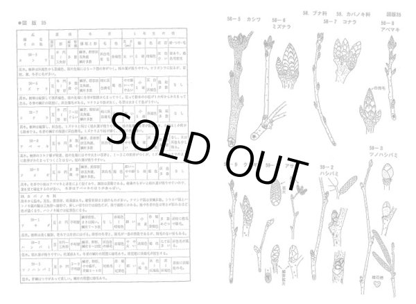 画像2: 冬芽図鑑 －冬芽による落葉樹の分類－ 増補改訂版 (2)